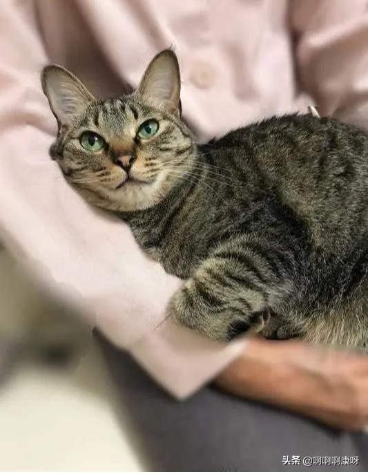 新手养猫第1天不让摸怎么办,新手养猫怎么让猫不出家门