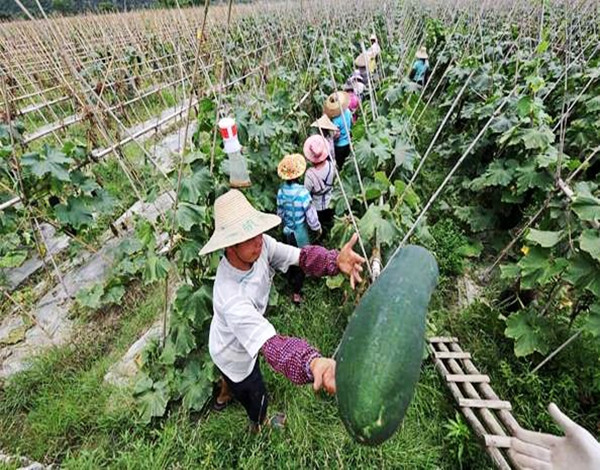 露天栽冬瓜不搭架子怎样能高产,白皮冬瓜种植高产技术视频
