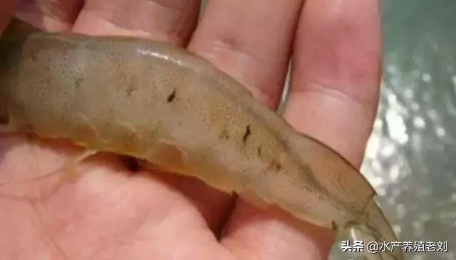 干货，还在花钱学习白对虾养殖方法么？你要的课程这里都有