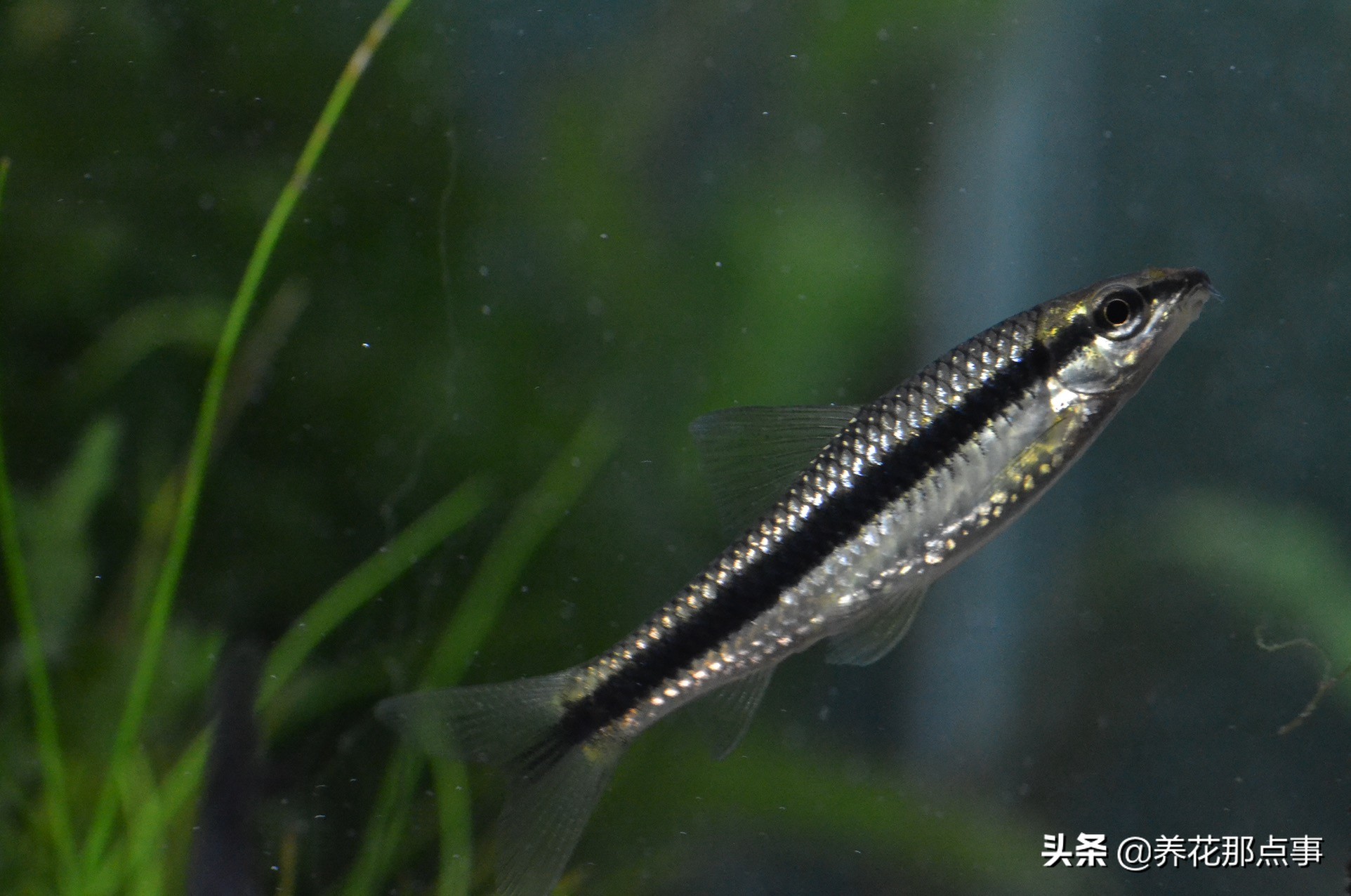 新手养小型热带鱼推荐,热带鱼生态鱼缸养殖必备条件