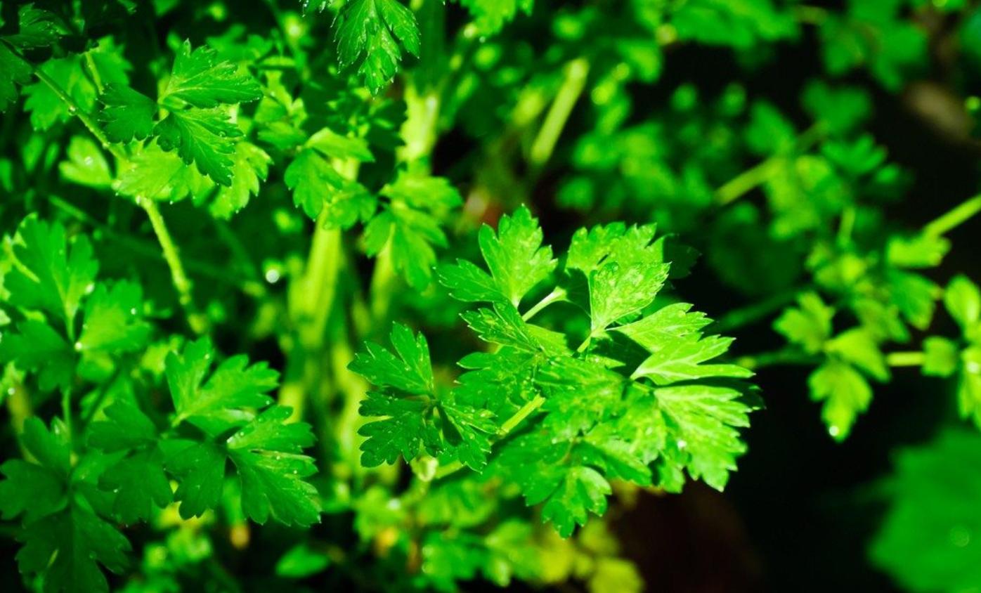 欧芹怎么种植,欧芹如何种