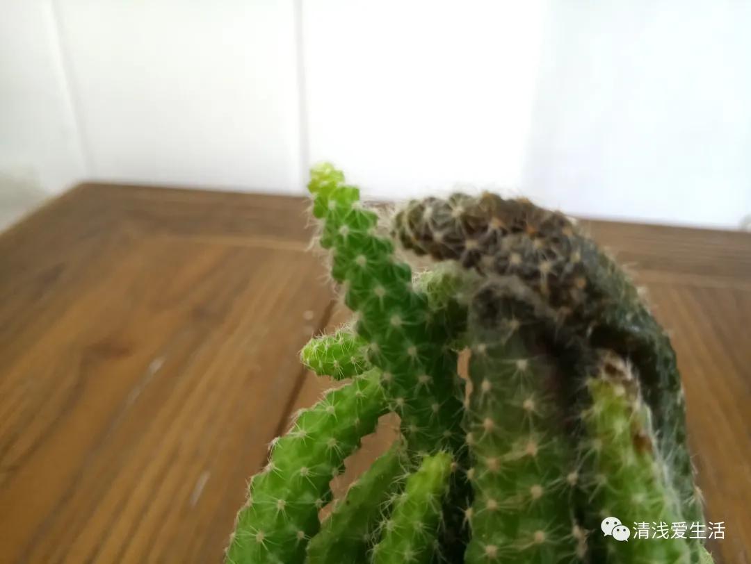 花13元多新入了一盆白檀毛毛虫,拆快递很满意,打开后很无奈