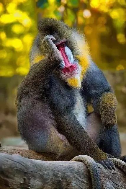 看看猴子,老猴子孙悟空72变