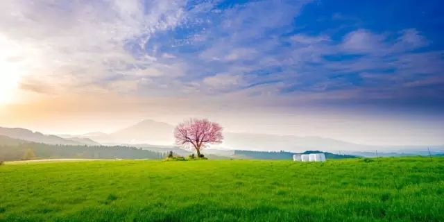 等你盛开，北海道之樱（文末也有福利在等你）