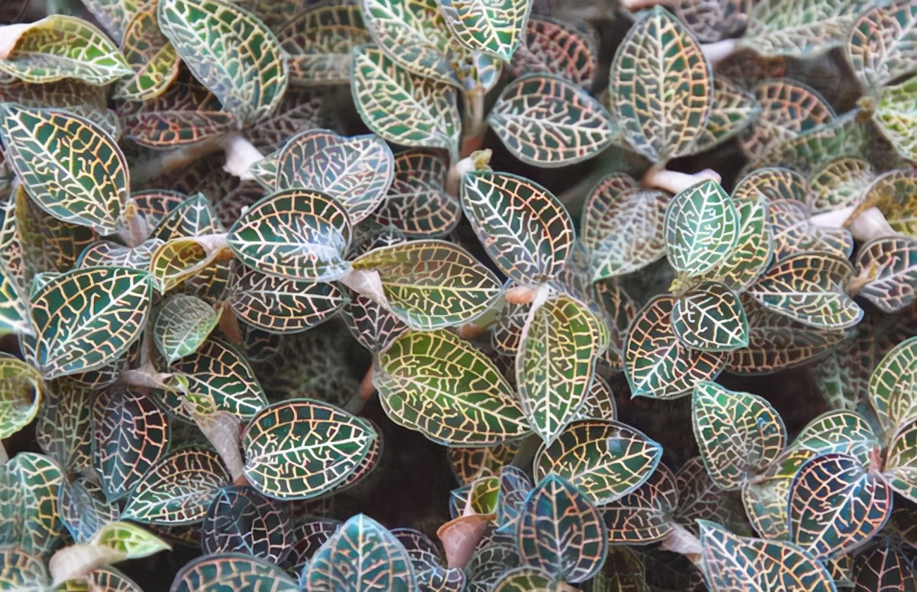 金线莲种植与技术资料书,金线莲栽培技术规程视频