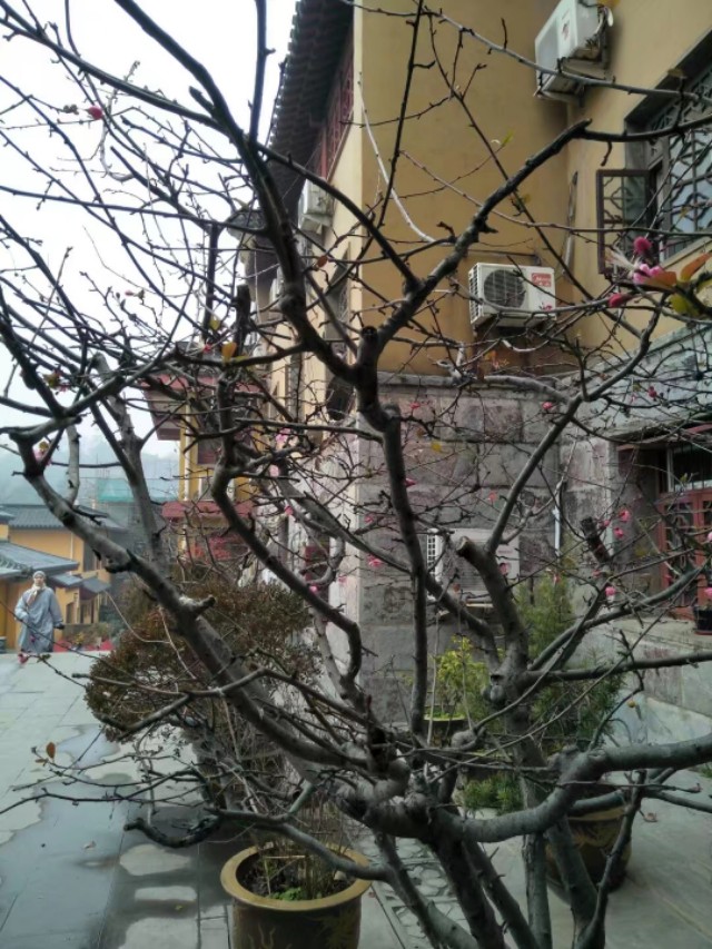 鸡鸣寺最灵的寺庙,闹中取静的寺庙