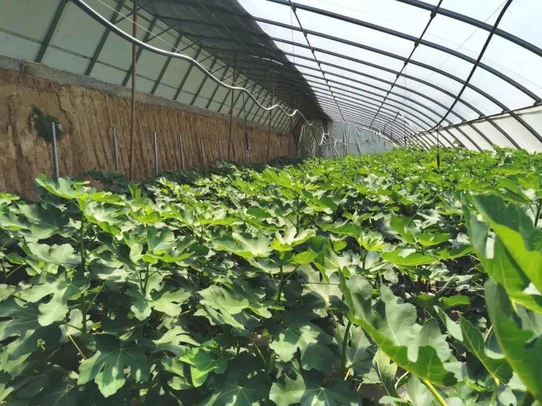 走向我们的小康生活了吗,走向我们的小康家