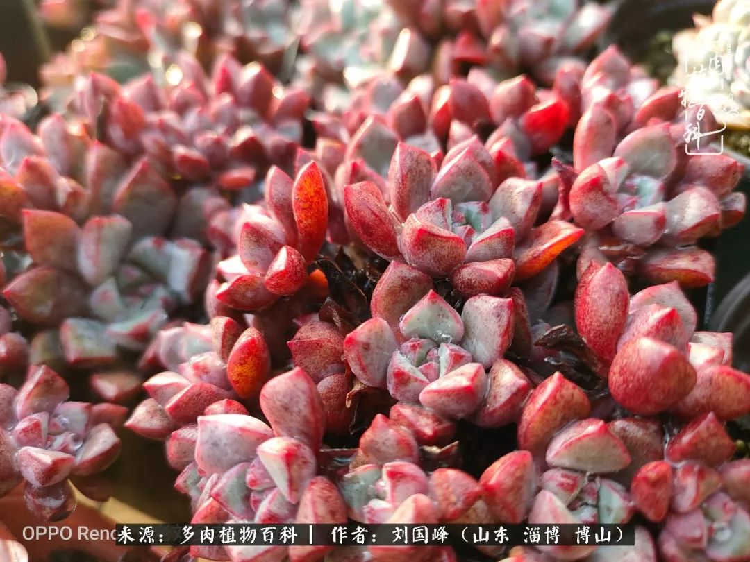 冬季室温20度以上多肉怎么养,贵的不一定就是好的便宜的