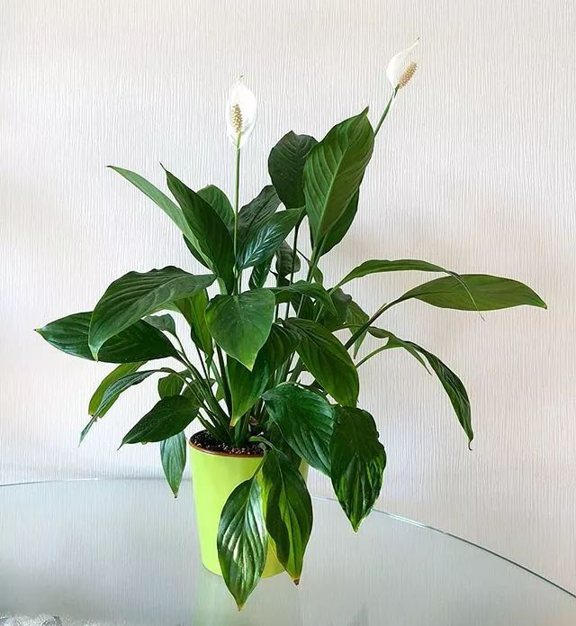 7种适合放在办公室的植物,办公室植物盆栽