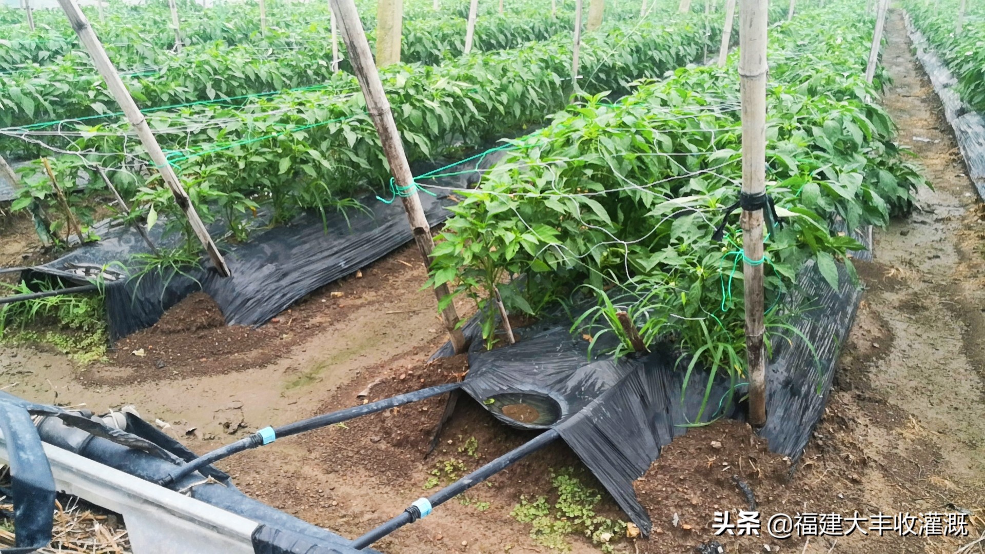 微喷注意事项,微喷带怎么使用