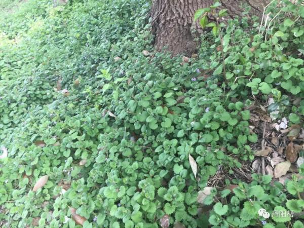 国家级非物质文化膏药,非遗膏药的历史价值