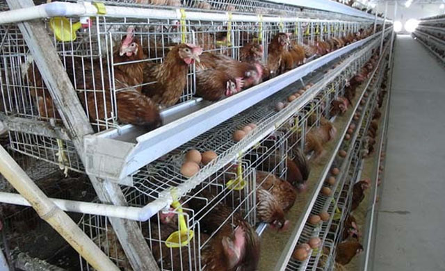 鸡有没有咳喘病,鸡咳喘小妙招