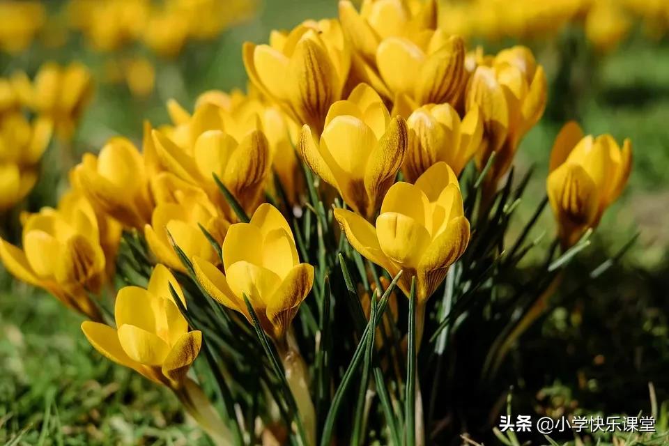 小学优美范文赏析,小学校园生活优秀作文