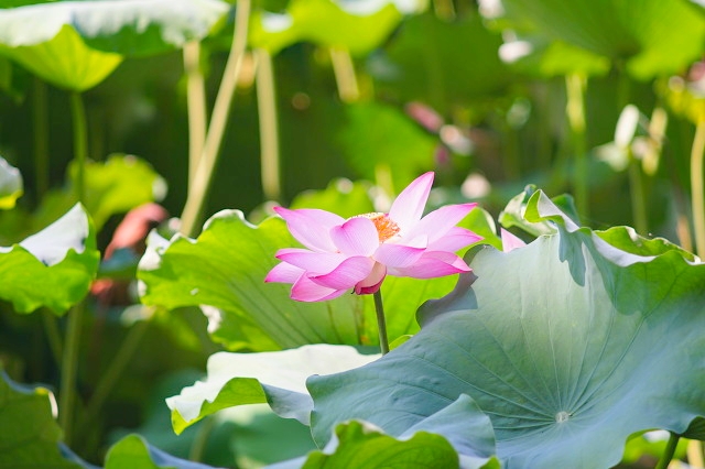 打卡新白娘子传奇杭州取景地,三月杭州打卡景点