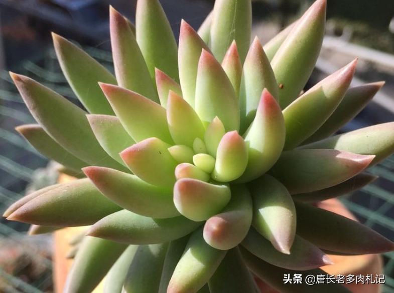 多肉千佛手用什么花盆好看,多肉千佛手好养吗