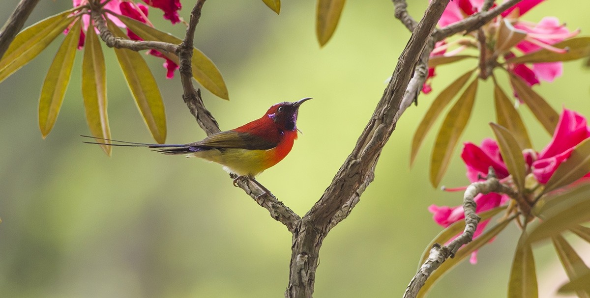 金沙遗址太阳鸟图片,叉尾太阳鸟图片大全