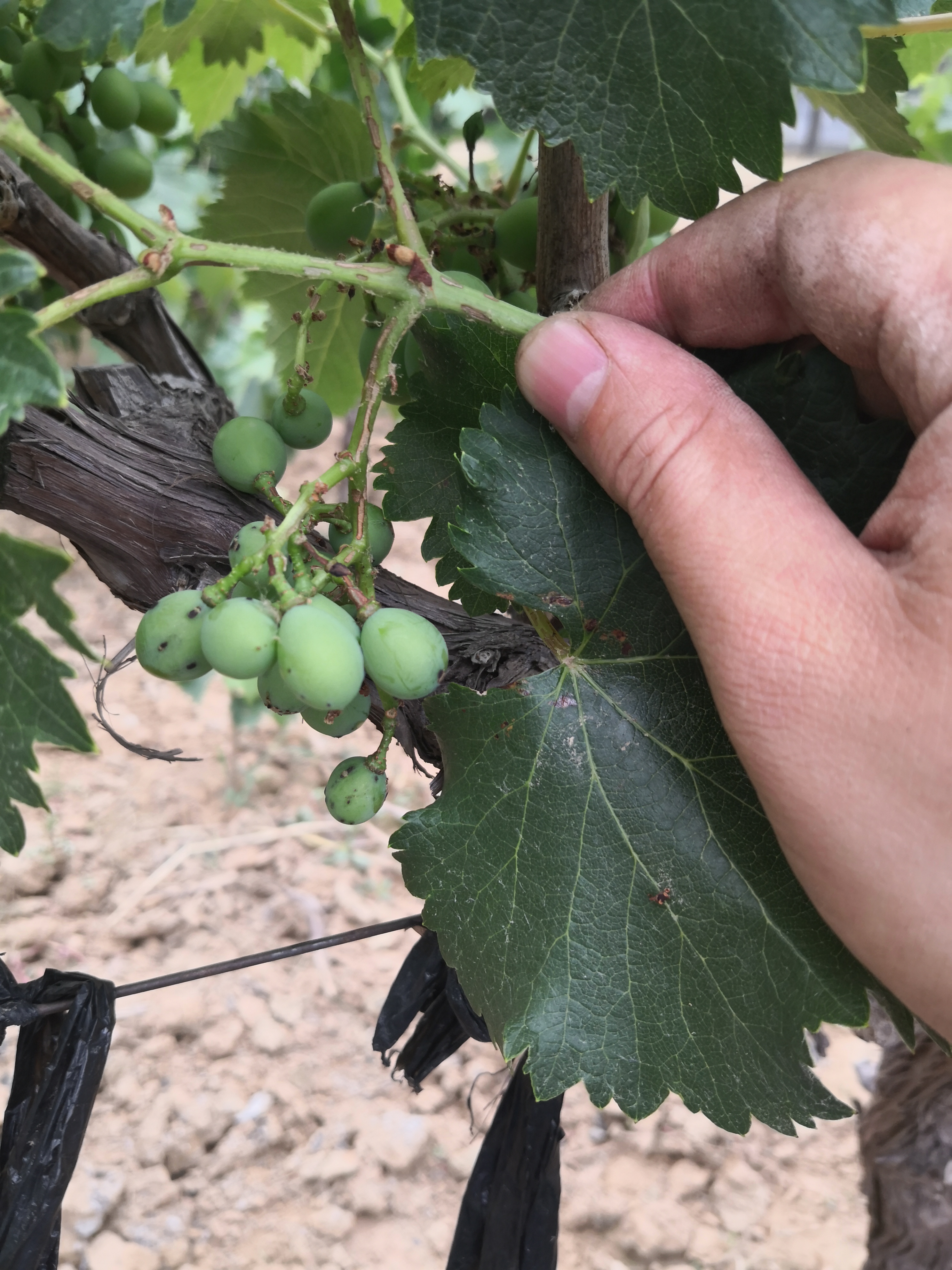 葡萄虫害防治大全,葡萄的主要虫害有哪些