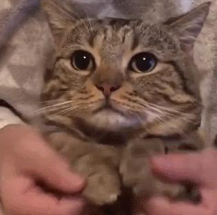 *兽禽**们搞起比利来有多“骚”？