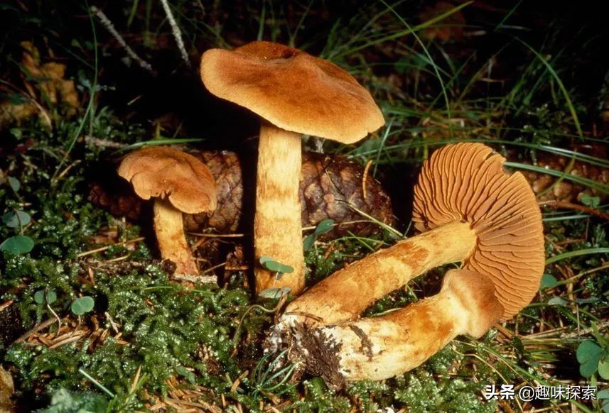 农村常见的蘑菇哪些能吃,吃蘑菇的季节完整视频
