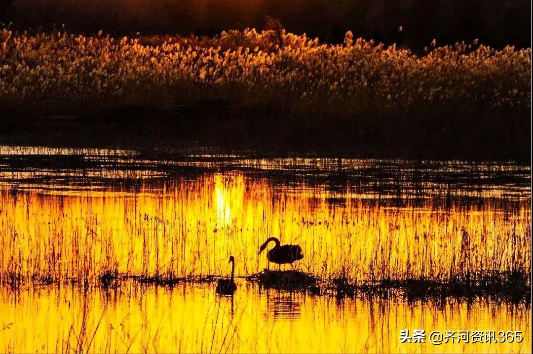 齐河新名片,齐河新地标