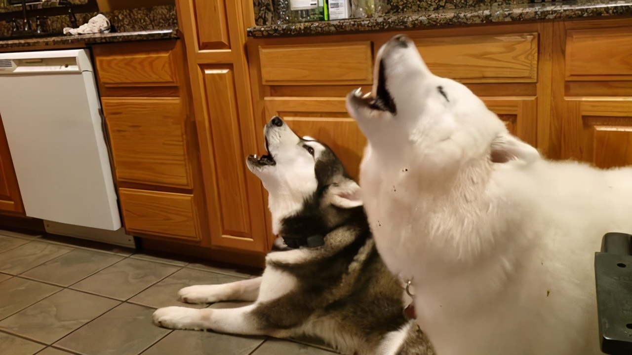 狗狗总是早上4.5点叫唤怎么办,狗狗一碰就疼叫唤没有外伤咋回事