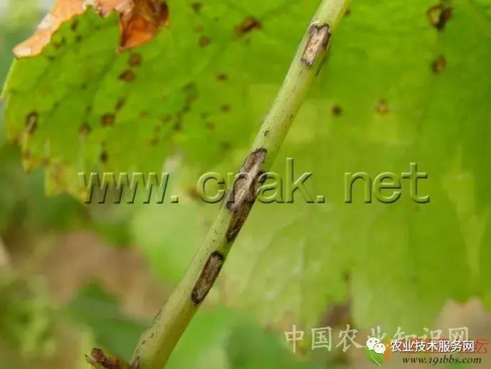 葡萄花前主要病害,葡萄病害图片大全大图