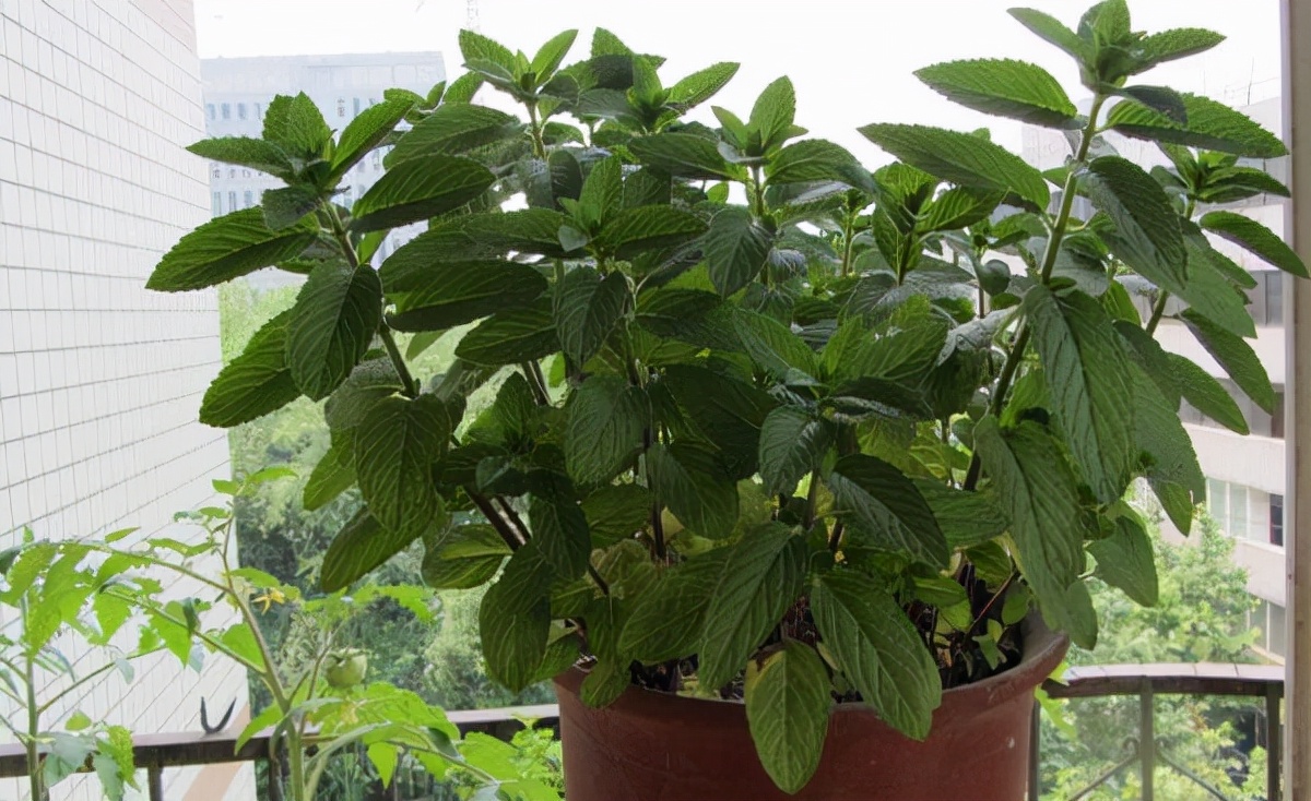 这5种花不仅好看好闻还能食用,这3种花别碰