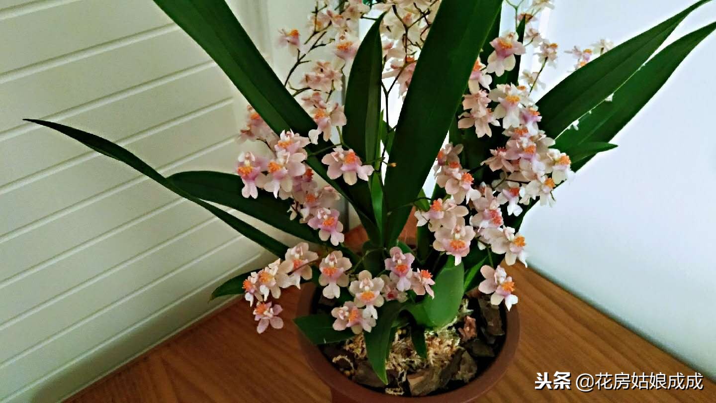 比较好养的兰花种类,什么兰花最好养又香又好看