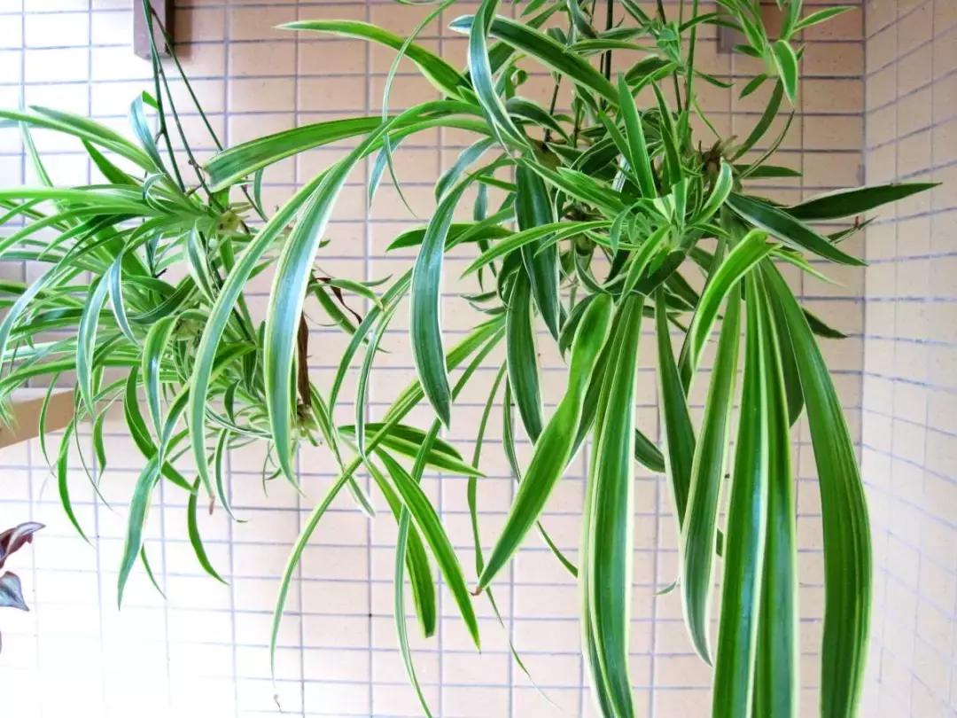 去甲醛最好植物是什么,去甲醛的最好的植物