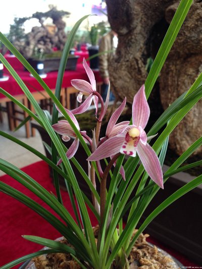 养君子兰的植料跟兰花的一样吗,什么品种君子兰好养又好看