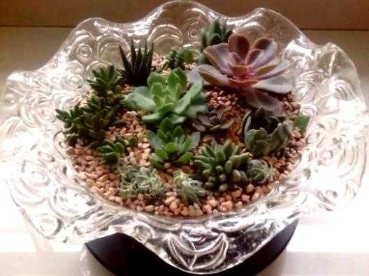 有一种花叫多肉,多肉花开视频大全