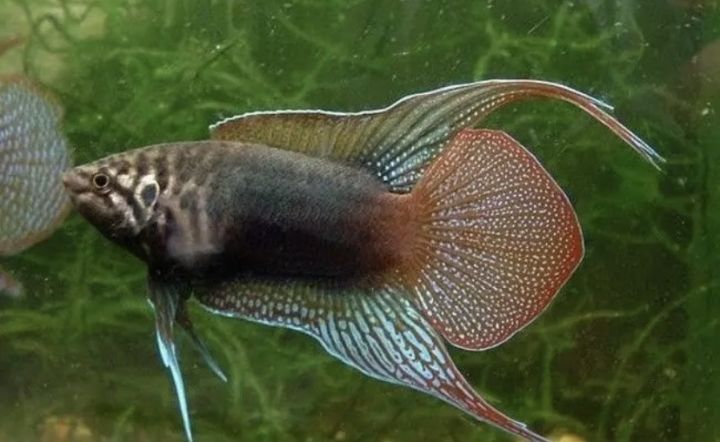 圆尾斗鱼能和泰国斗鱼杂交吗,圆尾斗鱼观赏鱼