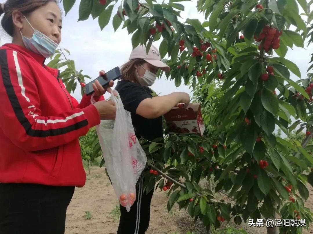 泾阳大樱桃,吃樱桃需要注意哪些事项