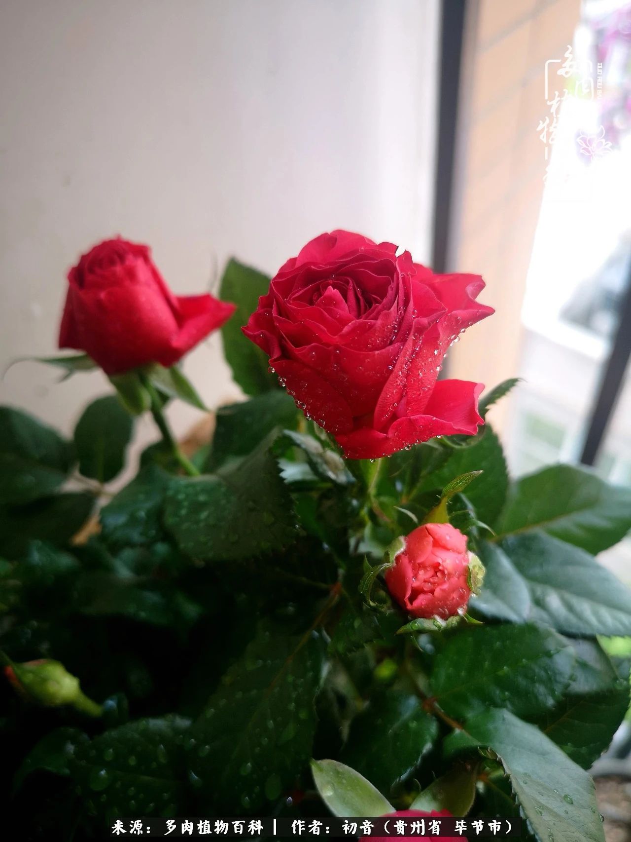 和多肉共度美好时光,与多肉一起成长