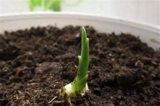 露天种一亩地姜的成本是多少,种姜一年一亩成本