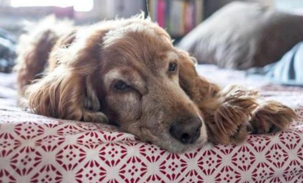 狗狗害怕打雷一直发抖应该怎么办,狗狗发抖不吃东西还呕吐怎么回事