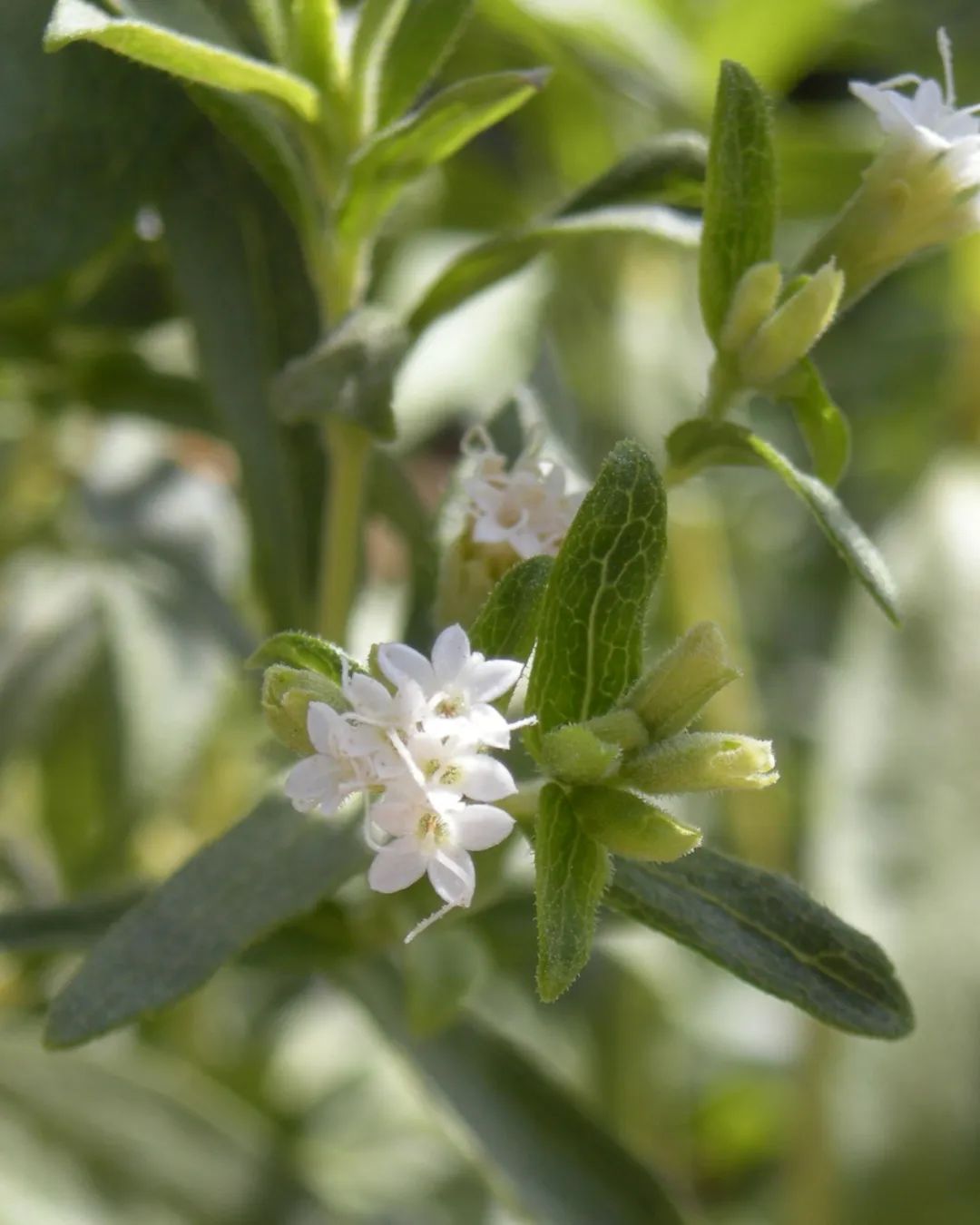 代糖舆论,代糖的逻辑