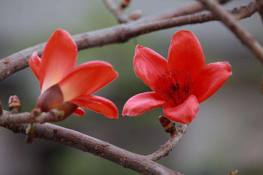 许你一场木棉花开（作者：琼儿）