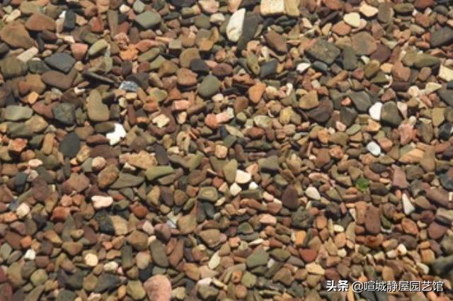 君子兰移盆时间和方法,君子兰上盆后多久开始进入生长期