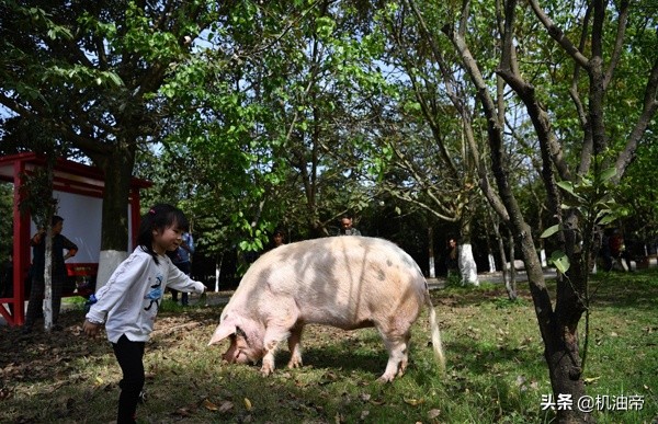 汶川大地震的猪坚强做手术,汶川大地震猪坚强被救画面