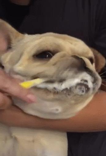 法斗身体臭怎么解决,法斗身上臭烘烘的怎么办