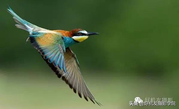 慢速拍鸟的技巧,90d拍鸟技巧