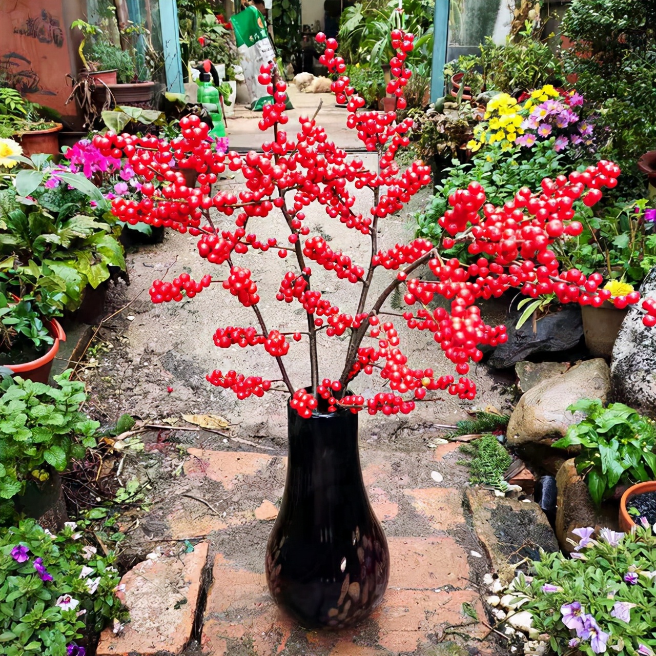 北美冬青的养护方法,北美冬青为什么来年不结果