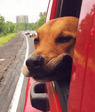 犬瘟病毒在室温下存活多久,狗狗感染犬瘟病毒症状