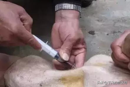 猪注射部位图片大全,猪肌内注射怎么操作