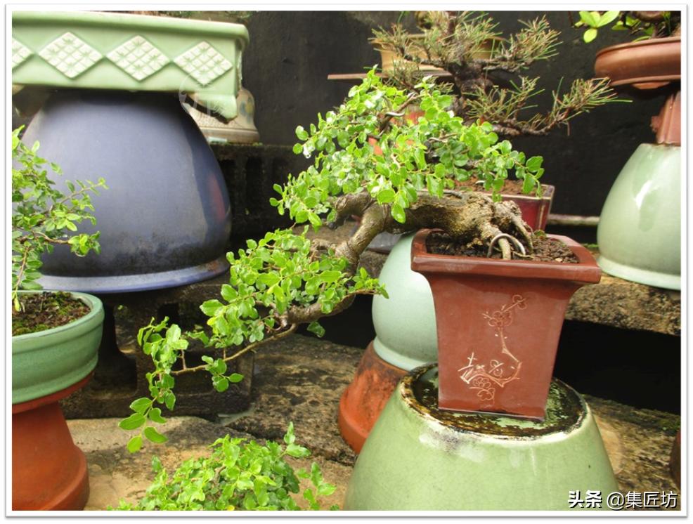 盆景创作的最佳方法,盆景初学入门技巧