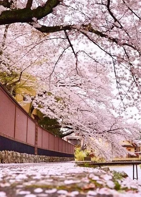 苏轼词集有什么,集句词苏轼