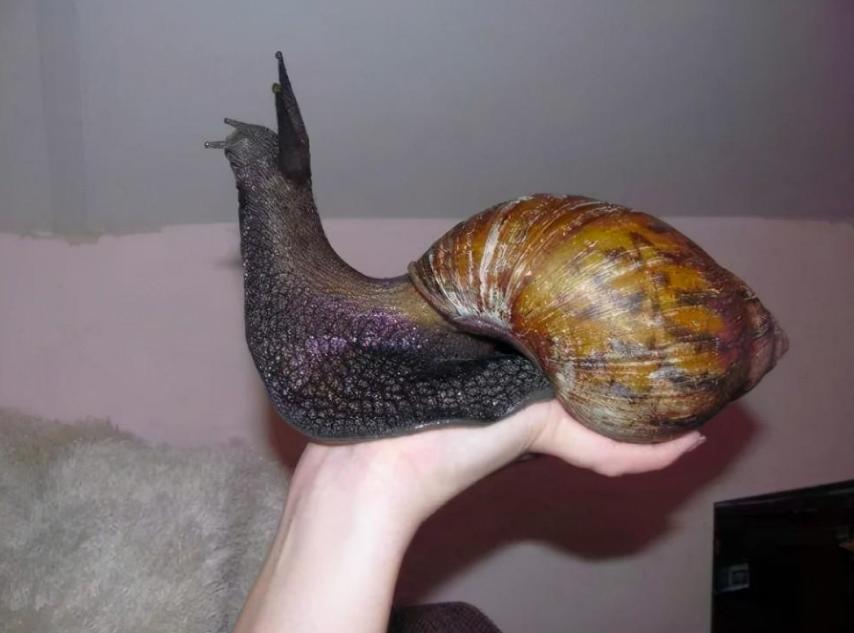 2斤重的非洲蜗牛，入侵我国多年，菜农“谈之色变”