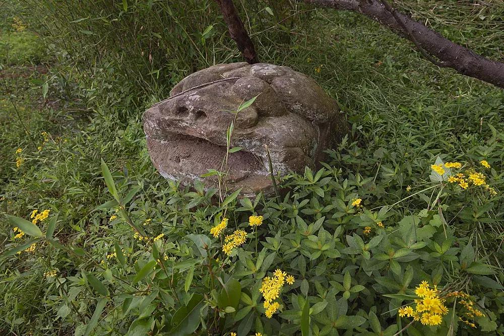 渝北枇杷正黄，冒冒失失穿越铁壁、胜保、斗碗三寨