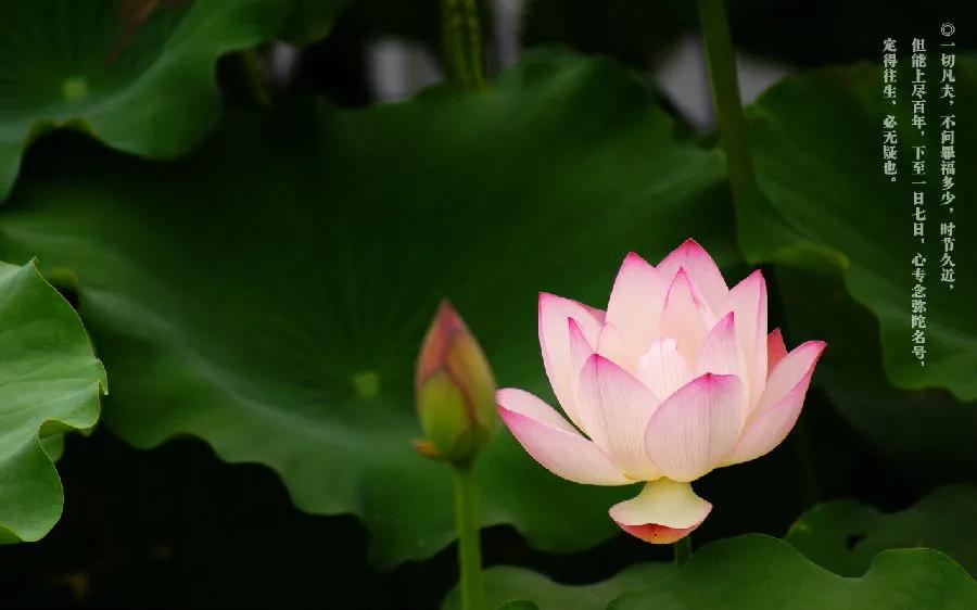 佛系最唯美的荷花图片,清新淡雅的荷花图片大全